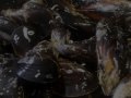 Mejillones al vapor (Leño...Se acabó)