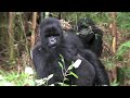 Mating Gorillas