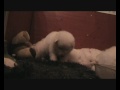 Sleepy puppy