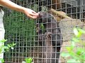 Ratel-1