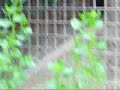 Ratel-1