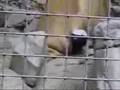 Ratel-1