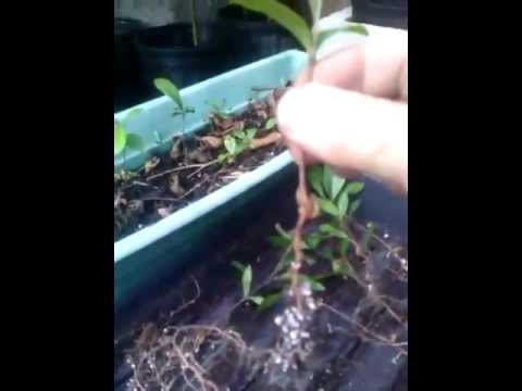 how to transplant a lychee tree