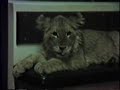 Apolo 1990.wmv