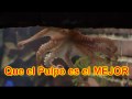 VIVA EL PULPO! Paul The Octopus picks España / Spain World Cup WINNER!!! FUNNY! BROMA!
