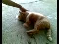 videos de Golden cat Part 1