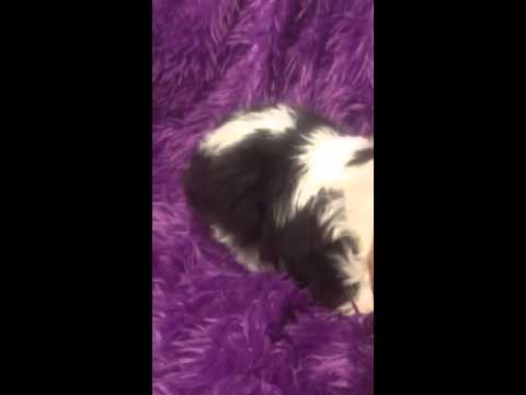 Male malteseShih-tzu Sam. He is brown and white. Will be 6-10lbs as adult