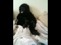 Cheeky Chimp
