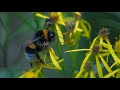 Видеообзор Samyang 16mm f/2.0 ED AS UMC CS Sony E