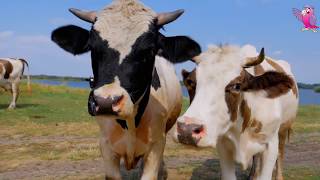 COW VIDEO 🐮🐄 COWS MOOING AND GRAZING IN A FI