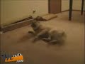 Perro soñando Dog dreaming run and crash
