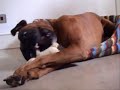 Oscar