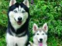 cute little huskey