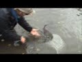 Alaska Rainbow Trout: Fly Fishing With Mouse Patterns