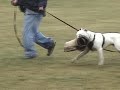 AB \"Louie\" 2nd session Schutzhund training