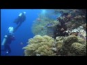2008 Diving Tubbataha Reef Philippines 2/5