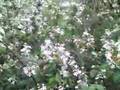 Wild Edibles : Wild Blackberries - Part 1