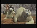 British Polar Bear AnimationThe Artic Grip