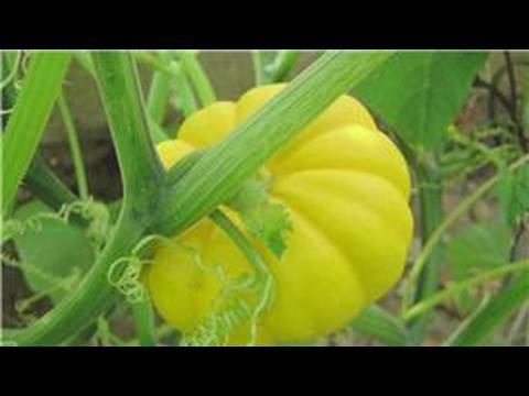 how to plant squash