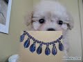 ANIMAUX ET MES CREATIONS DE BIJOUX MODELE UNIQUE