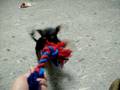 videos de Patches O'hoolahan
