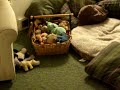 Andyroo Passed out