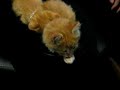 Thumb-sucking cat