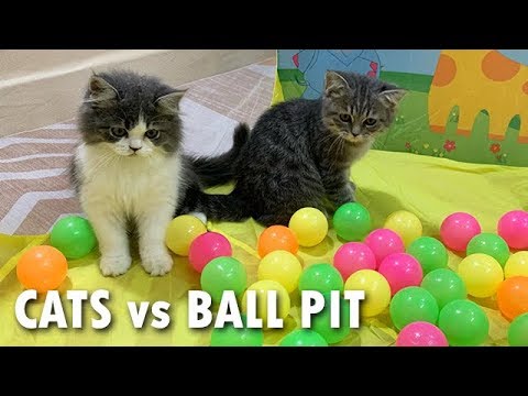 Cats Vs Ball Pit