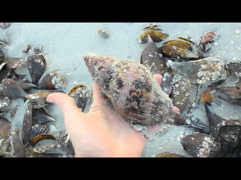 how to collect shells
