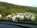 The Sheep Invasion!!!