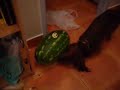 Tofik the Dachshund fighting watermelon