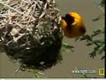 Mending Weaver�s Nest