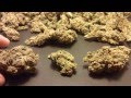 Northern Lights Blue harvest part 3