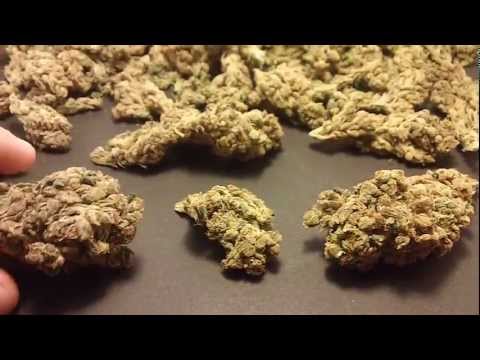 how to harvest northern lights