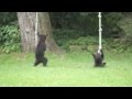 Video: Bear Cubs Play With Backyard Rope Swings
