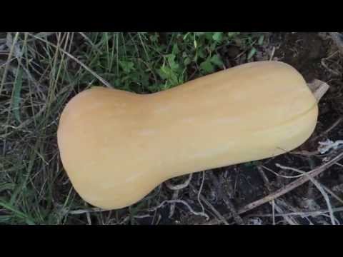 how to harvest squash and pumpkins