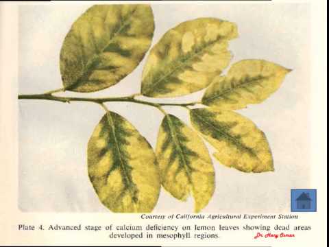 how to treat zinc deficiency in plants