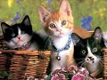 gatos