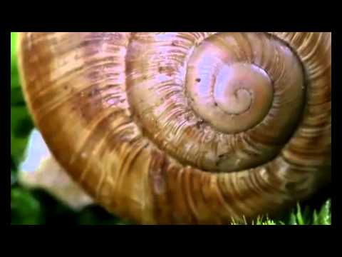 Snail