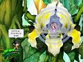 Maple MMV Timbalan-Apologize Maple MMV Timbalan-Apologize