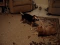Fighting Like Cats and Dogs Part 1