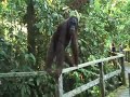 orang utan escape orang utan escape