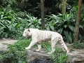 Rare White Tiger at Mandai Singapore Zoo Rare White Tiger at Mandai Singapore Zoo