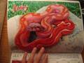 videos de 2009 Red tail boas calender