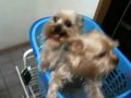iPhone 3gs dogs