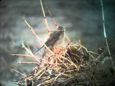 See video