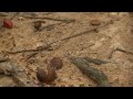 ants Lope national Park Gabon