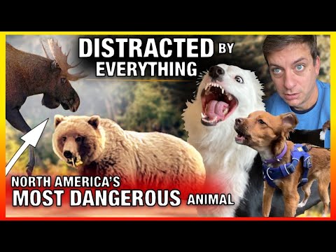 How to Train “Stay” Around EXTREME Distractions! This really scared me. ￼