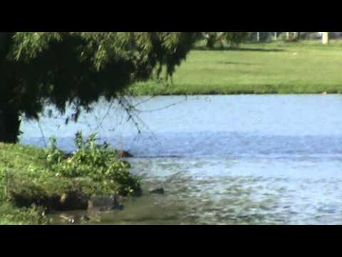 luta de pitbull contra capivaras