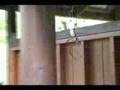 spider austrailia